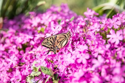 栖息在粉红色花朵上的虎燕尾蝶